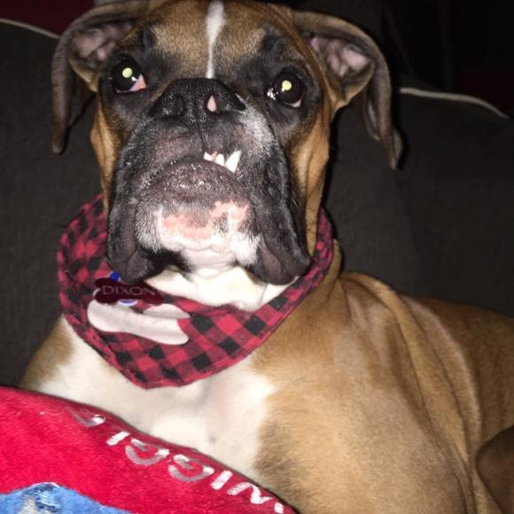 Meet your Posher, Connor - Picture 1 of 1